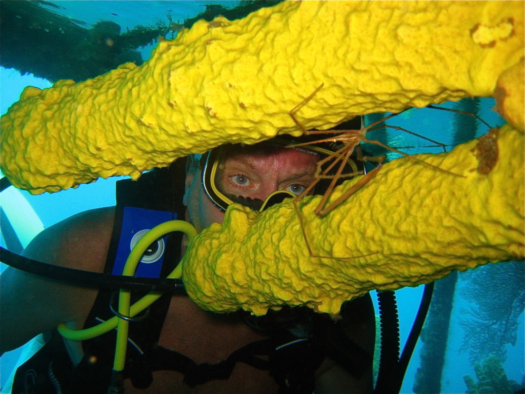 Spider crab on a tube sponge; St. Lucia.